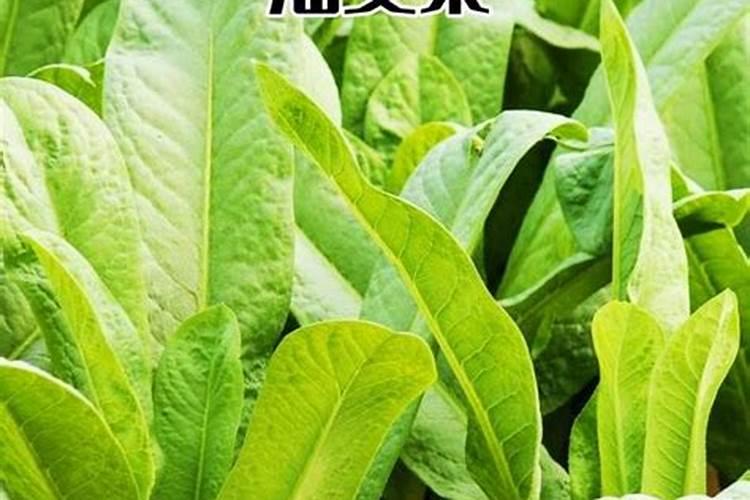 莴苣什么时候硼大