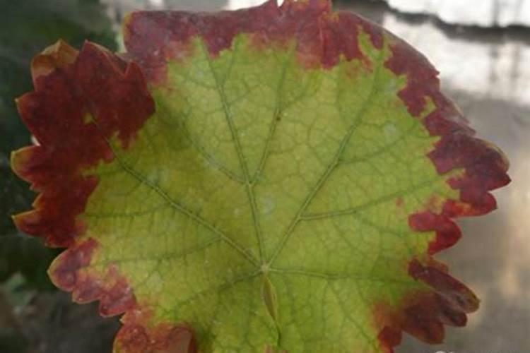 油茶树什么时候开花结果？能活多久？种多久才会有收益？