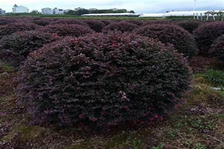 红花继木多少天施次肥