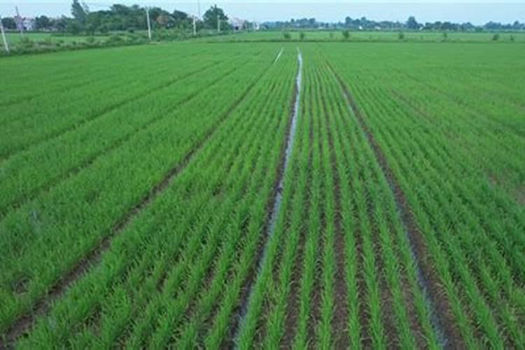 水稻粒肥什么时候施 增施钾肥在什么时间较好稻灌浆期用什么叶面肥可增产...