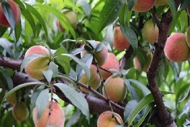 桃树叶子发黄打什么药