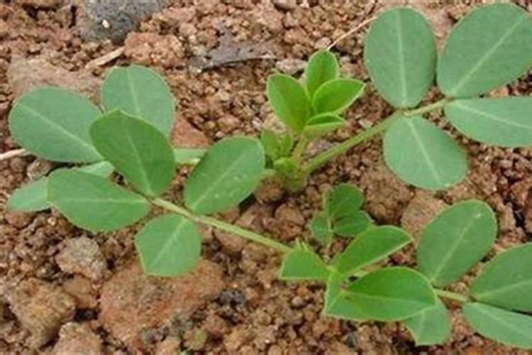 花生的几个最佳追肥时间 花生应该怎么施肥