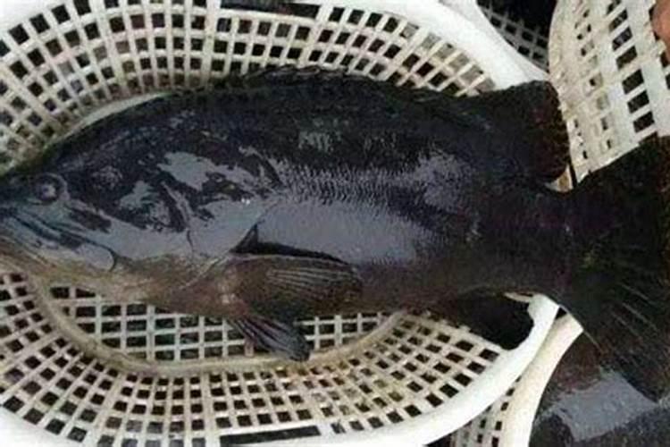 福建莆田特产:莆田烤鳗