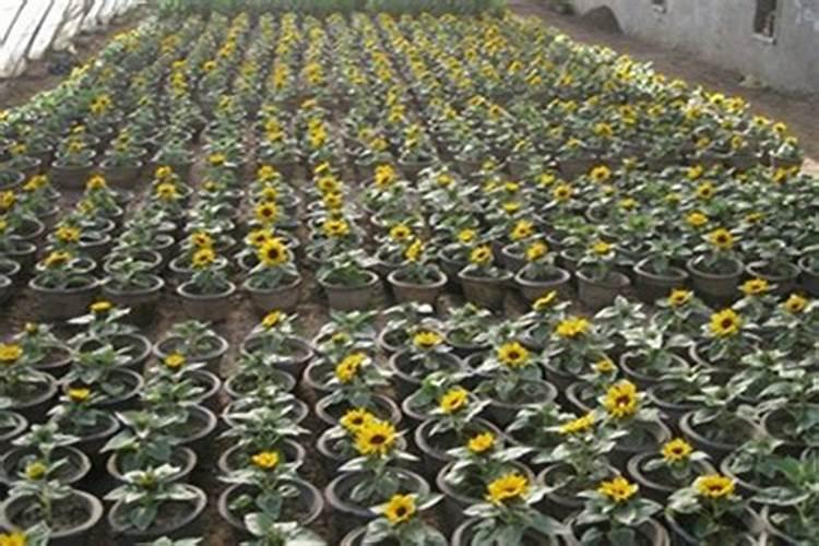 葵花开花了时能追肥吗