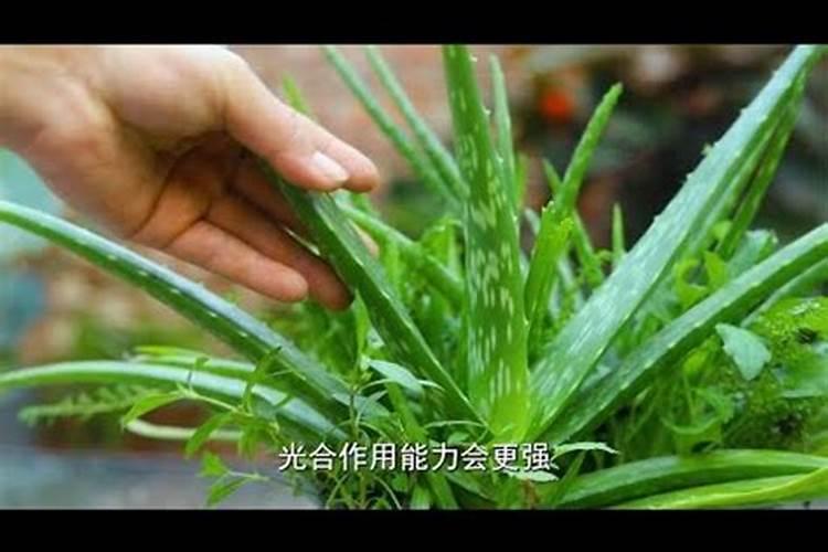 芦荟用什么肥料长得快