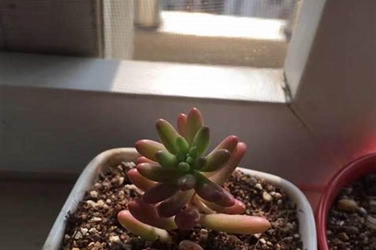 多肉植物施什么肥好