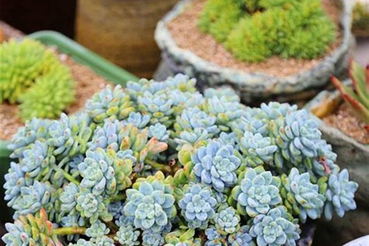 多肉上色肥料怎么用