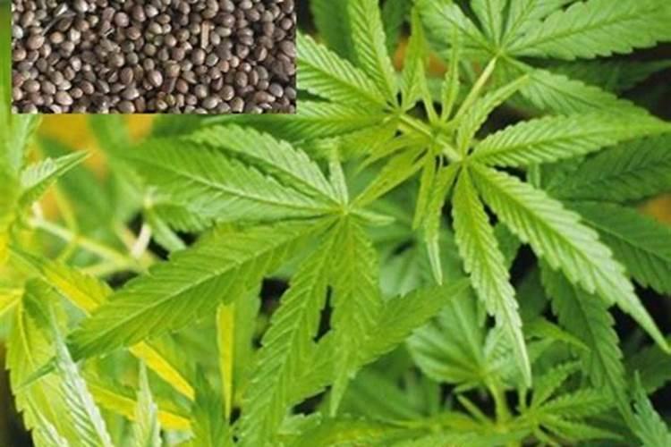 自己在家怎么自制氮肥和钾肥？需要用到哪些材料？