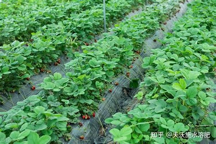 菠萝催花时间和方法