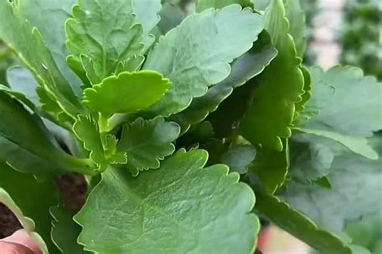 长寿花不生根怎么办花卉百科