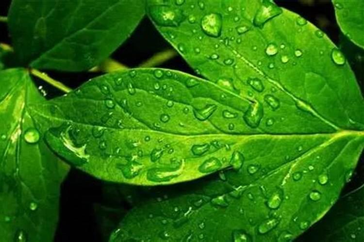 水溶肥施用方法与注意事项