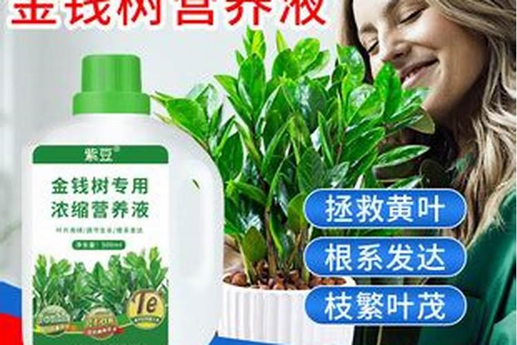 月季多久施一次肥(施肥时间及方法)