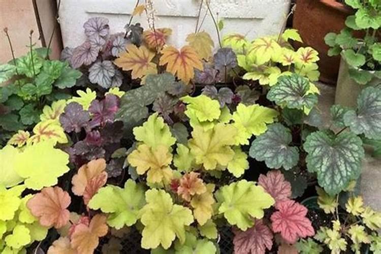 矾根的养殖方法和注意事项