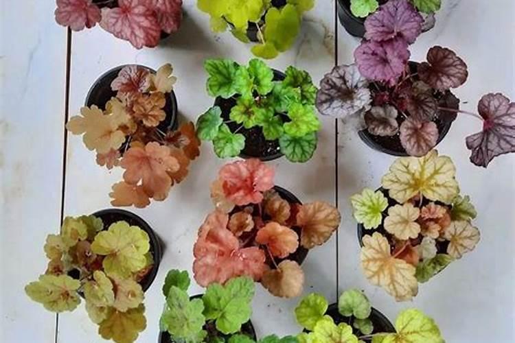 新买的矾根怎么养