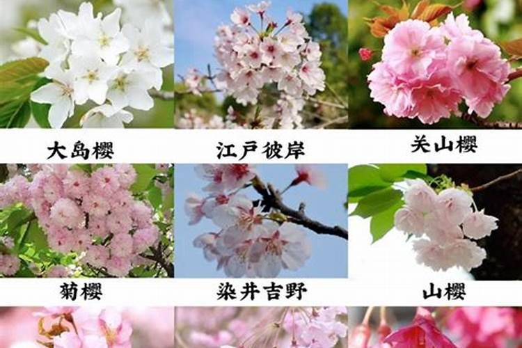 樱花树施什么肥料长得快,生长期给足氮肥