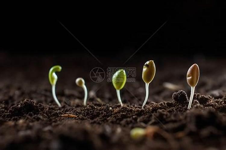 金玉兰菜种子怎么样种植