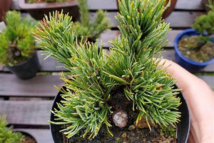 五针松用什么复合肥