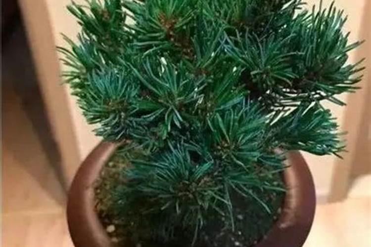 五针松叶子发黄怎么挽救