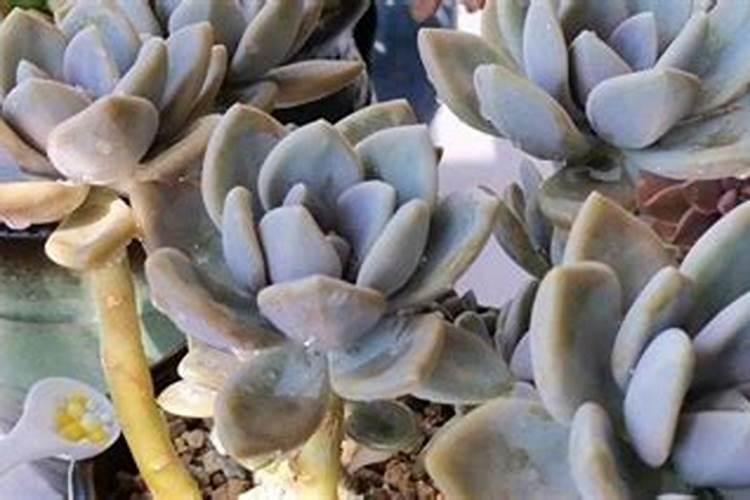 怎样给多肉施肥