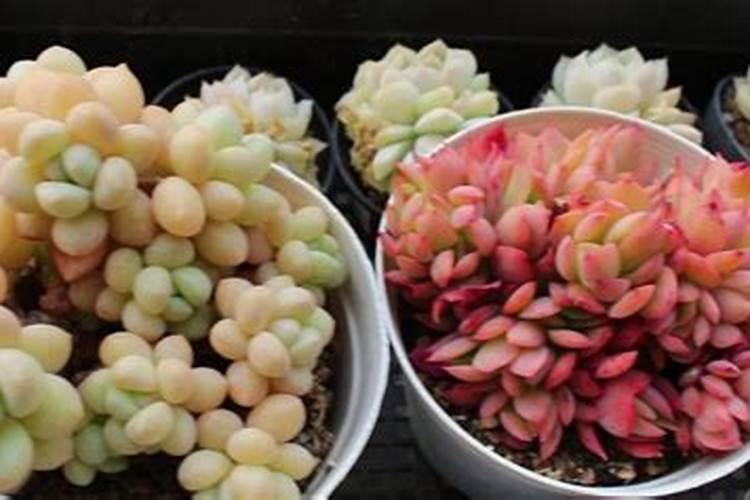 多肉咋养长得又快又肥