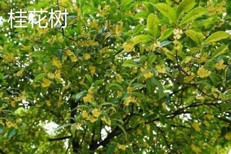 香叶是什么树？