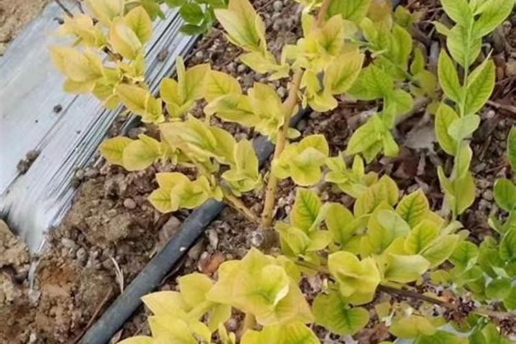 叶面肥也会有“隐性危害”,柑橘上如何科学使用叶面肥？