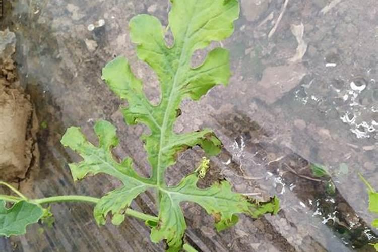 有机肥冲水施西瓜苗叶子上会死吗？