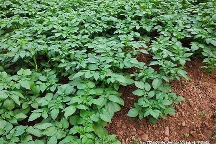 种植菠菜怎么施肥,该施什么肥料