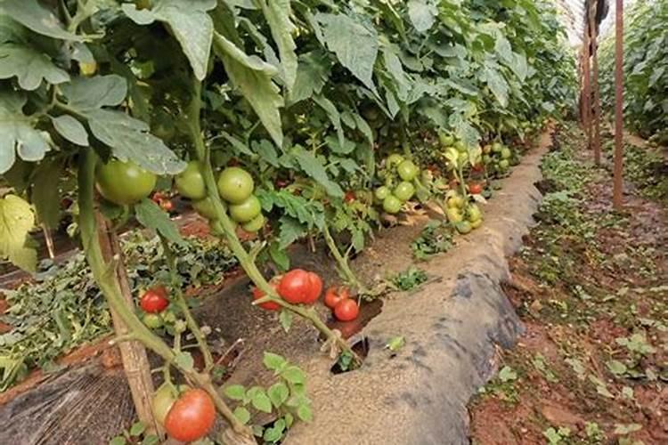 氨基酸水溶肥十大品牌
