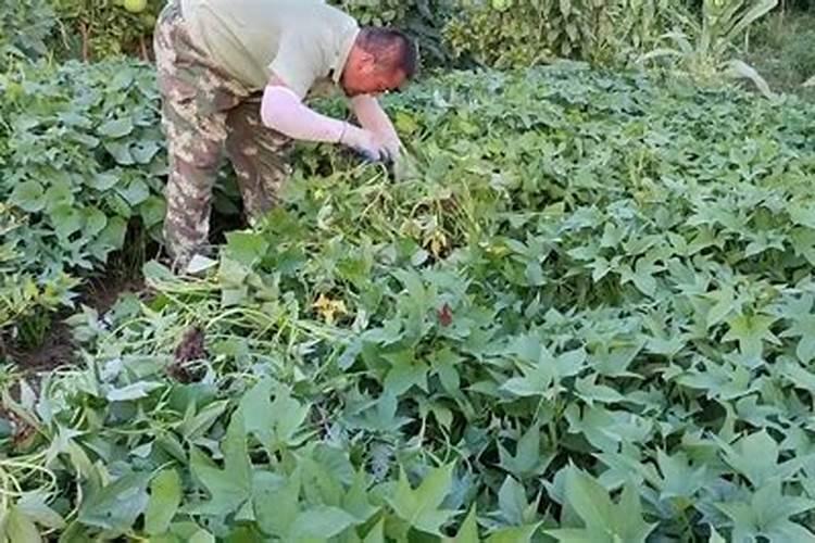 红薯施什么化肥最好