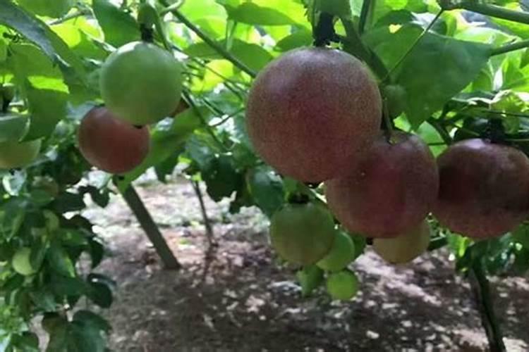 百香果幼苗施什么肥料