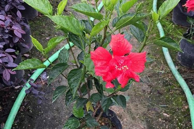 扶桑花浇什么肥料合适