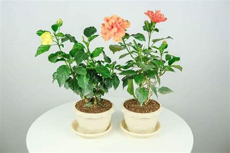 扶桑花管理方法 怎么修剪施肥好