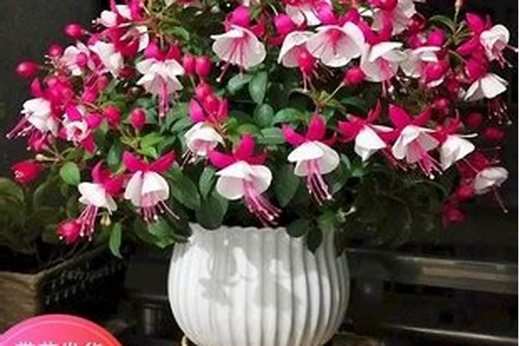 吊钟花施什么肥料