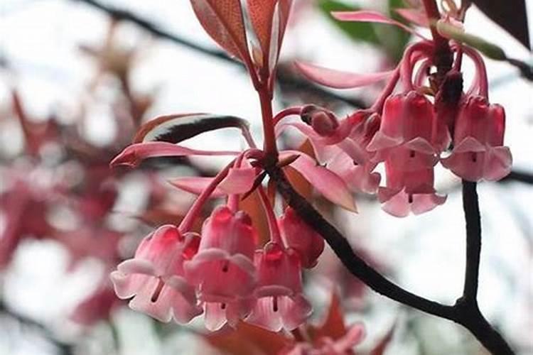 吊钟花施什么肥料