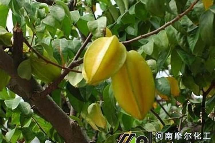 种植杨桃如何施肥,施肥时间,水分管理