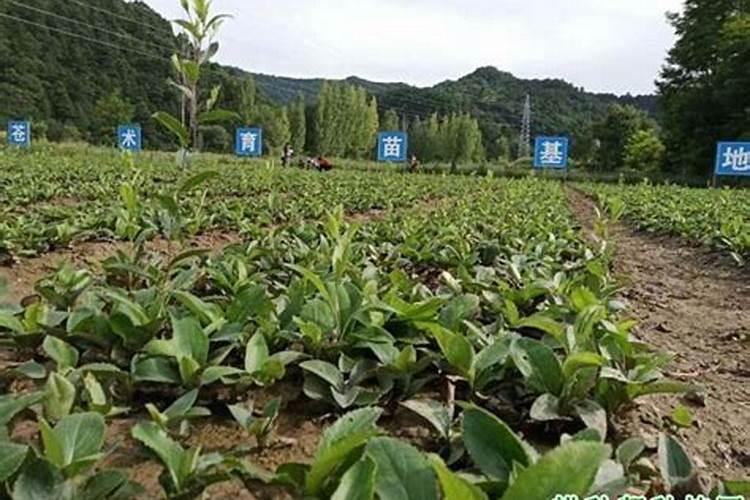 种植苍术用什么肥料