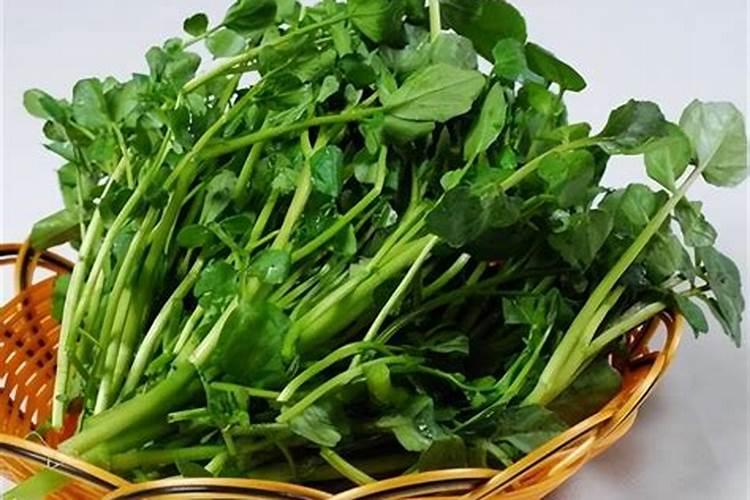 用什么农药喷西洋菜快高快大