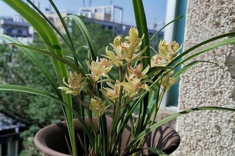 兰花花期可以施肥吗