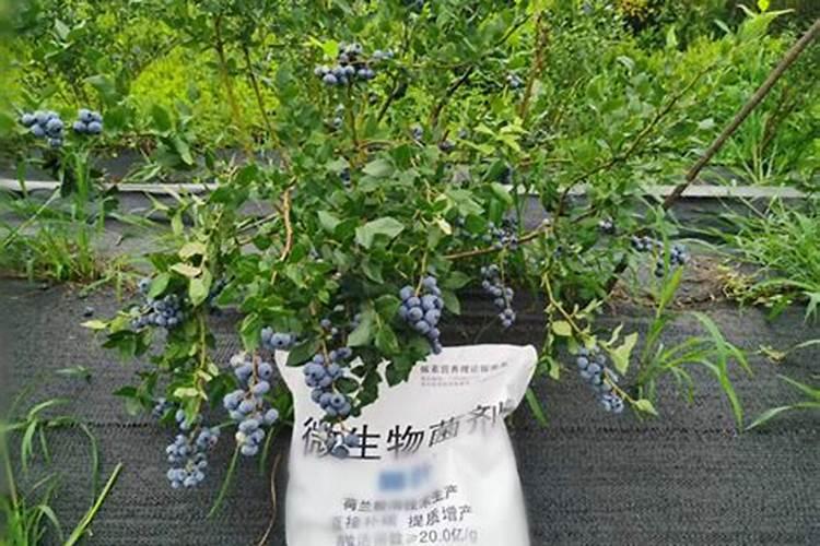 花盆中蓝莓施什么肥好