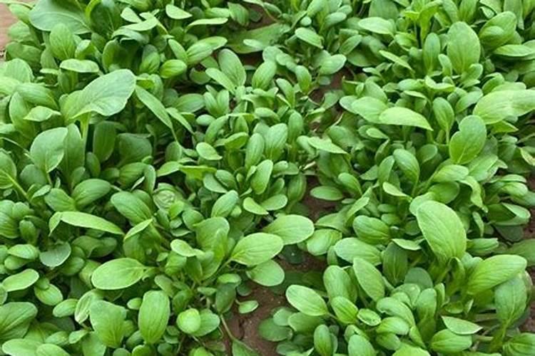 苦瓜结果了需要施什么肥