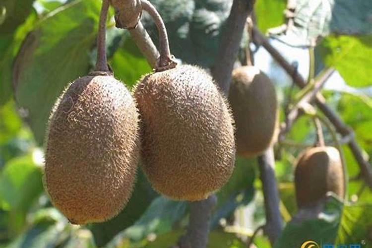 猕猴桃第一次膨大是用平衡肥还是用高钾肥