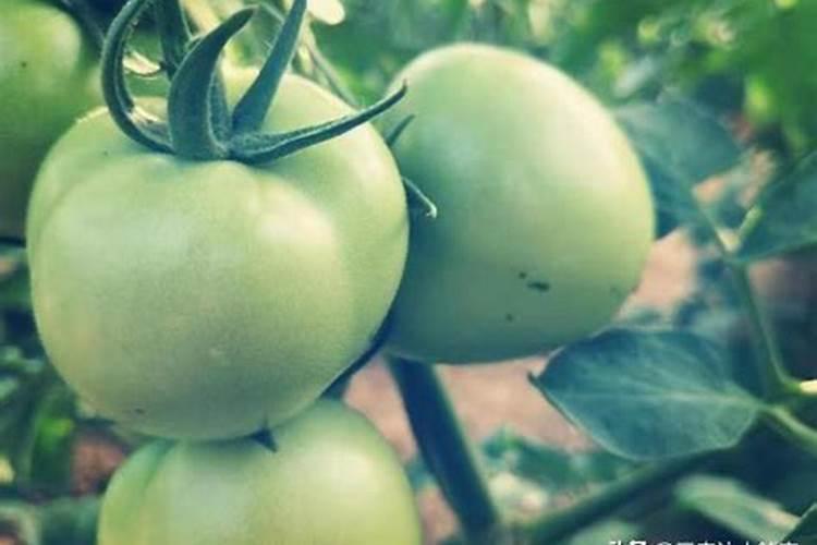 老师们番茄底肥都用什么好呢!