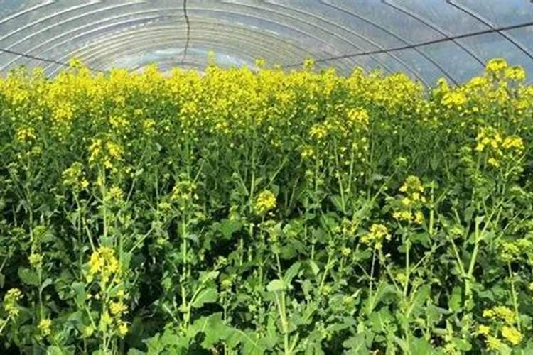 油菜如何喷施硼肥？油菜施硼肥注意事项？