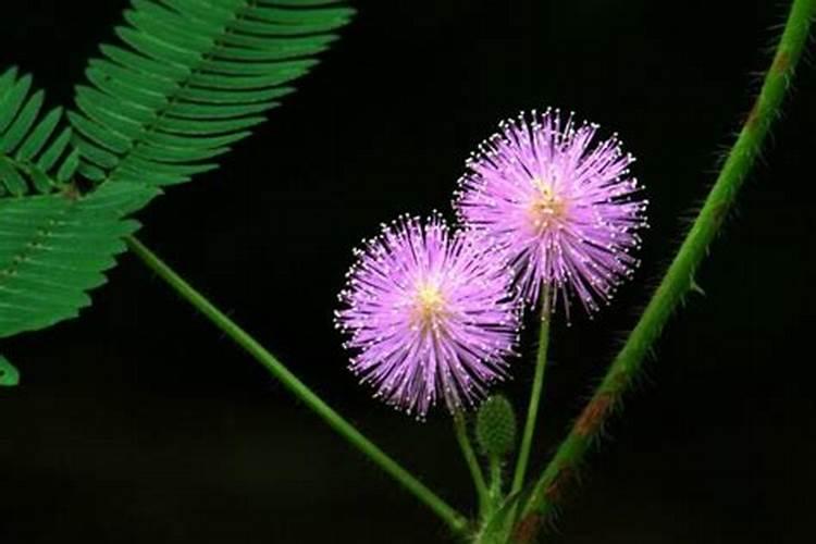 含羞草植物施肥时间