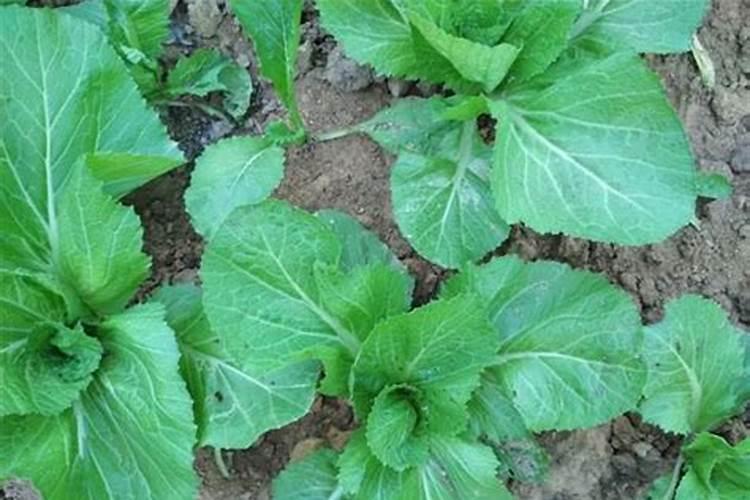 家庭种植生菜一般生长到多大施肥