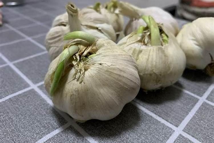 辣椒膨果最快最好的水溶肥