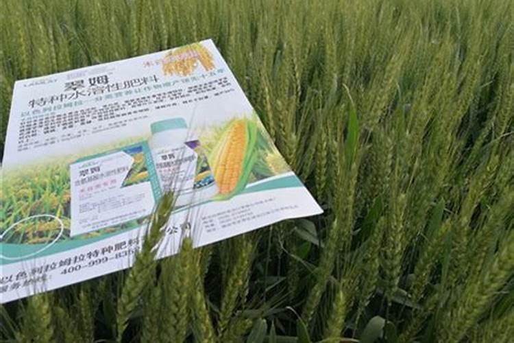 辣椒种植怎样用水溶肥