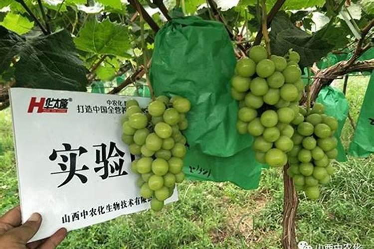 阳光玫瑰后期上糖可以用高磷肥吗