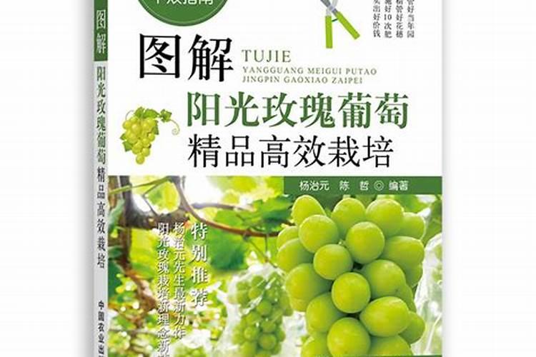 第一年阳光玫瑰栽培养殖方法